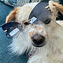 dog, white_fur, brown_patches, sunglasses, reflection, close_up, pet, collar, tag, captain_america, indoor, blue_surface, fluffy, cute, relaxed, portrait, animal, accessory, face, nose