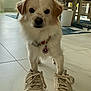 dog, white_dog, sneakers, shoes, indoor, tile_floor, collar, pet_tag, captain_america, furniture, dining_table, chairs, rug, window, natural_light, cute, pet, animal, floor, home