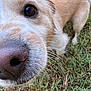 dog, close_up, nose, eye, whiskers, fur, grass, outdoor, pet, canine, curious, snout, muzzle, animal, nature, playful, friendly, daylight, young_dog, grass_field