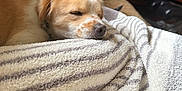 Teddy is registered to the contest to win money with this photo: dog, sleeping, blanket, striped, cozy, indoor, couch, resting, fur, pet, relaxed, home, comfort, nap, animal, brown, white, soft, cute, closeup