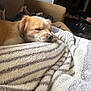 dog, sleeping, blanket, striped, cozy, indoor, couch, resting, fur, pet, relaxed, home, comfort, nap, animal, brown, white, soft, cute, closeup