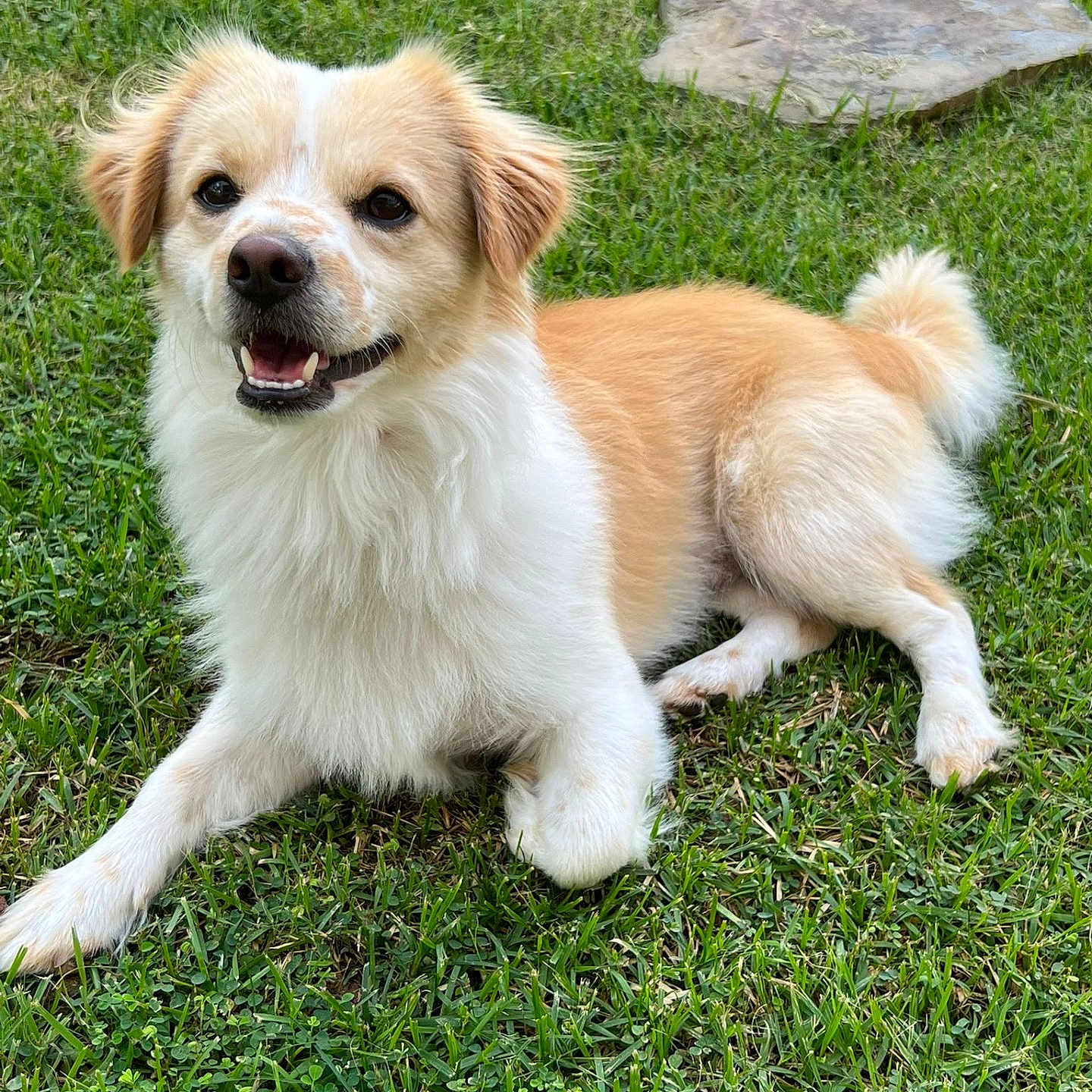 Teddy joined the competition — help win amazing prizes! animal, canine, cute, dog, ears, fluffy, friendly, fur, grass, green, happy, laying_down, mammal, nature, outdoor, pet, rock, smiling, tail, tongue