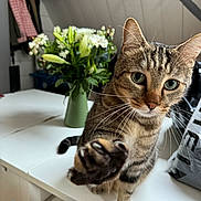 Hermès a rejoint le concours — aidez-le/la à gagner de superbes lots ! cat, close_up, curious, decor, domestic_animal, feline, flowers, focus, fur, green_eyes, household, indoor, paw, pet, playful, tabby, table, vase, whiskers, wooden_wall