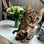 cat, close_up, curious, decor, domestic_animal, feline, flowers, focus, fur, green_eyes, household, indoor, paw, pet, playful, tabby, table, vase, whiskers, wooden_wall