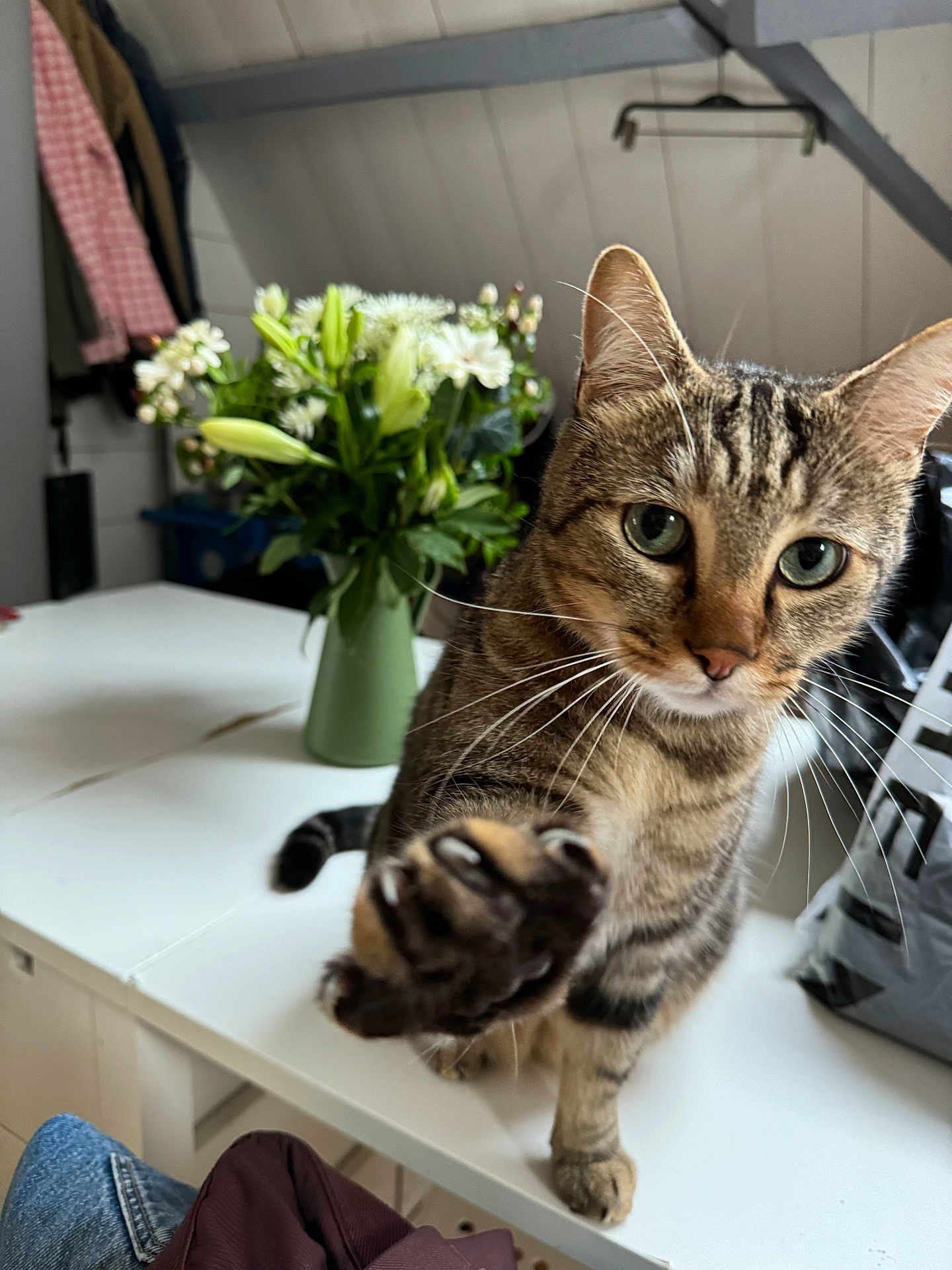 Hermès a rejoint le concours — aidez-le/la à gagner de superbes lots ! cat, close_up, curious, decor, domestic_animal, feline, flowers, focus, fur, green_eyes, household, indoor, paw, pet, playful, tabby, table, vase, whiskers, wooden_wall