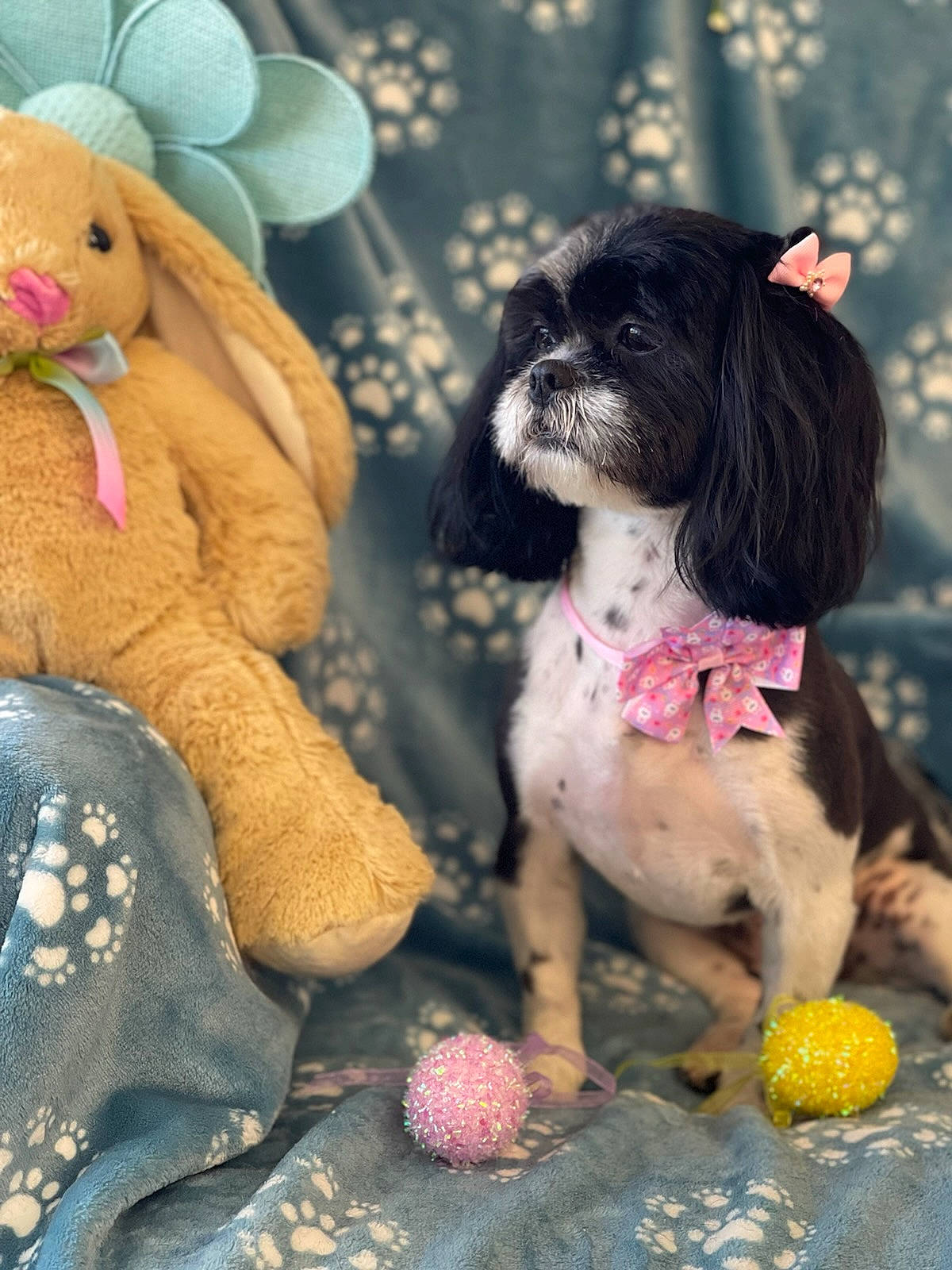 Bella is registered to the contest to win money with this photo: blue, carnivore, companion_dog, dog, dog_breed, dog_clothes, dog_supply, fawn, green, liver, pet_supply, pink, shih_tzu, snout, sporting_group, stuffed_toy, tail, tennis_ball, toy, toy_dog