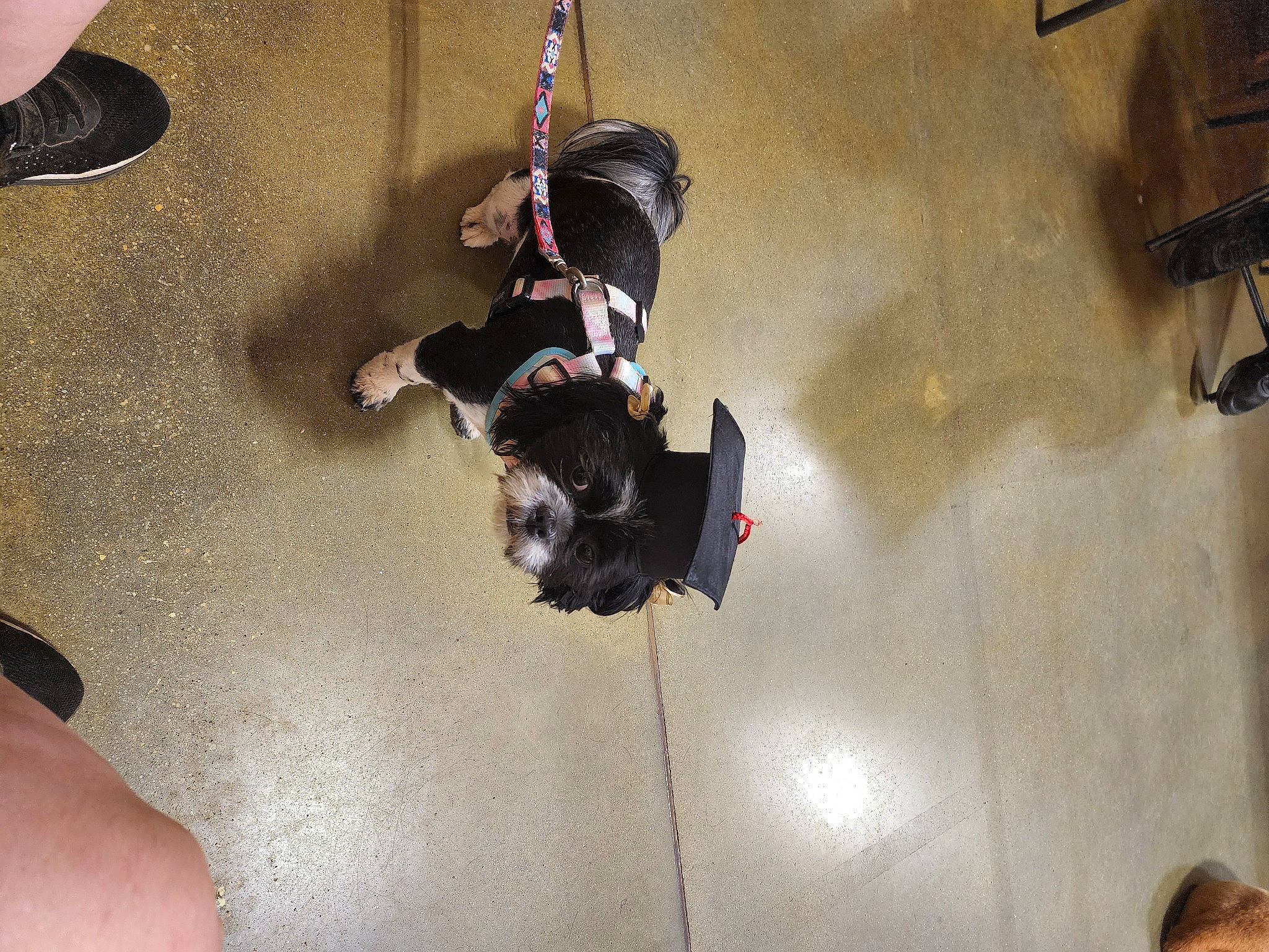 Bella joined the competition — help win amazing prizes! adventure, ceiling, climbing, concrete, floor, flooring, fun, leisure, performance, recreation, room, shadow, space, visual_arts