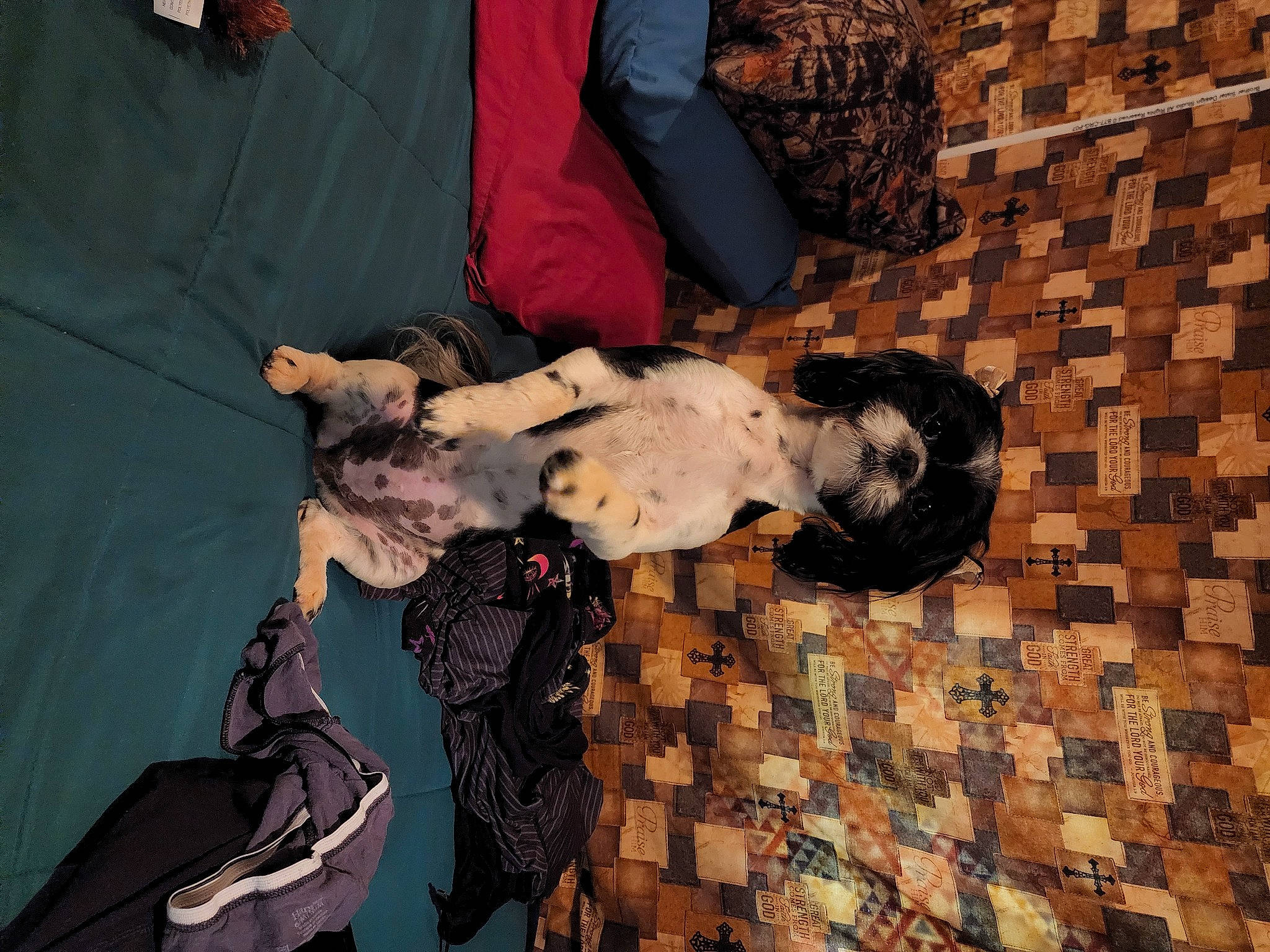 Bella joined the competition — help win amazing prizes! art, brick, brickwork, event, flooring, fun, pattern, room, snapshot, textile, tree, visual_arts, wood