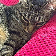 Woodie participe au concours pour gagner de l'argent avec cette photo : cat, tabby, sleeping, close_up, feline, pet, cozy, resting, pink_blanket, texture, whiskers, ears, fur, animal, domestic, cute, relaxation, soft, nap, indoor