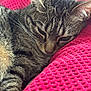 cat, tabby, sleeping, close_up, feline, pet, cozy, resting, pink_blanket, texture, whiskers, ears, fur, animal, domestic, cute, relaxation, soft, nap, indoor
