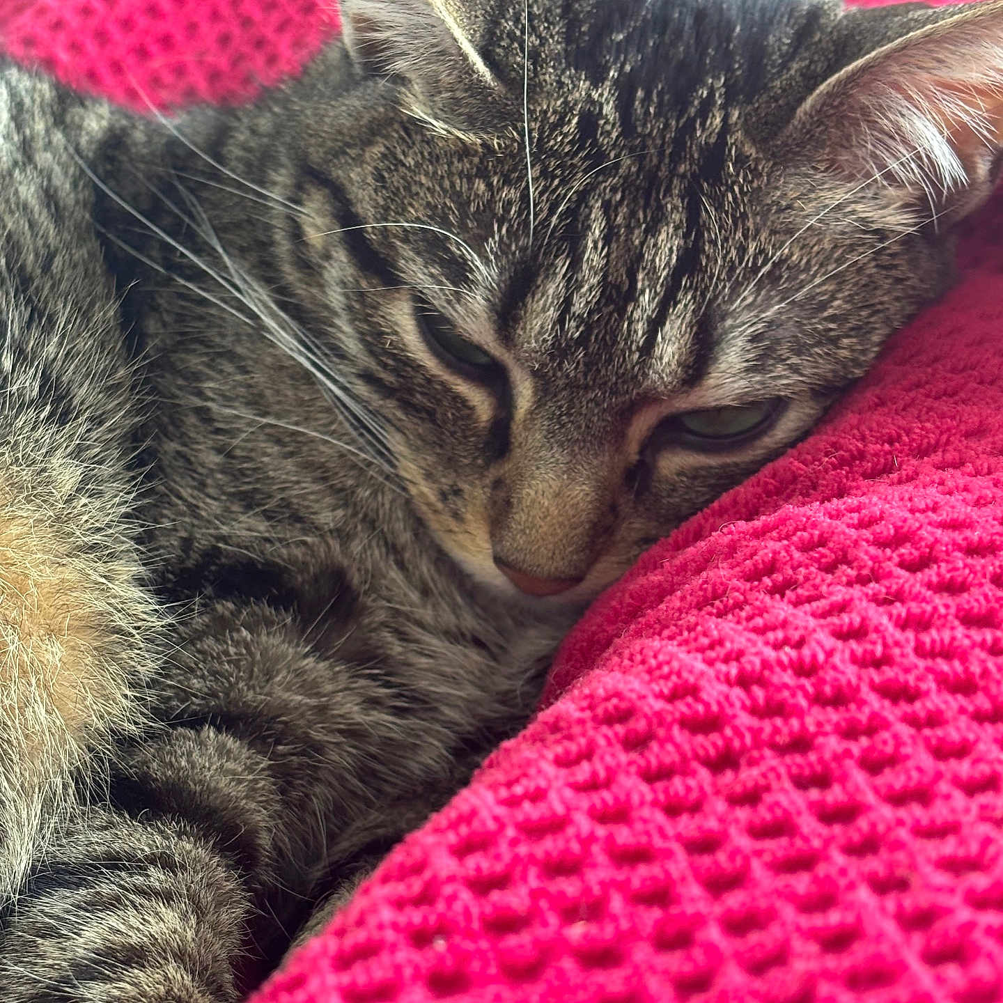 Woodie participe au concours pour gagner de l'argent avec cette photo : animal, cat, close_up, cozy, cute, domestic, ears, feline, fur, indoor, nap, pet, pink_blanket, relaxation, resting, sleeping, soft, tabby, texture, whiskers