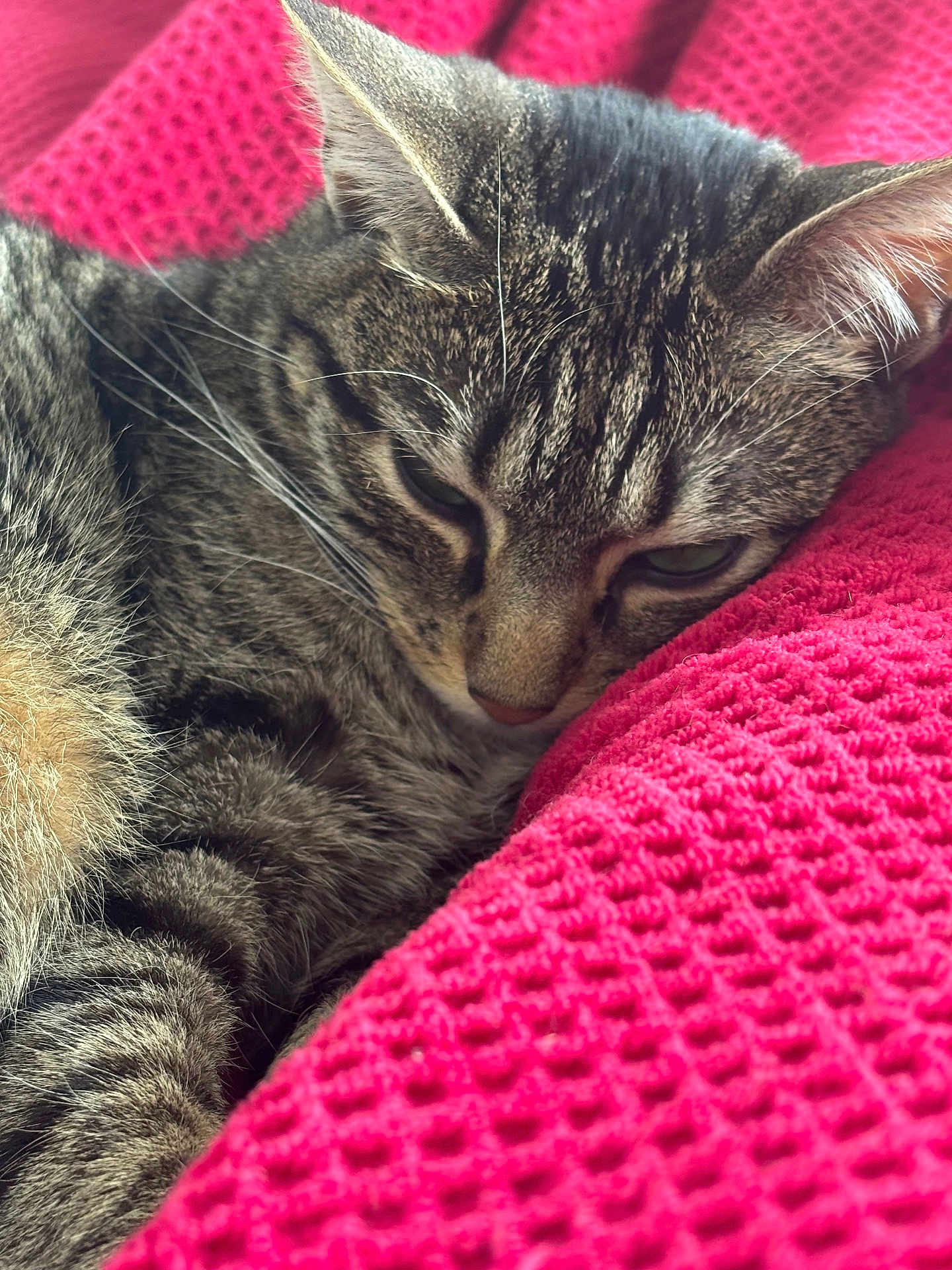Woodie participe au concours pour gagner de l'argent avec cette photo : cat, tabby, sleeping, close_up, feline, pet, cozy, resting, pink_blanket, texture, whiskers, ears, fur, animal, domestic, cute, relaxation, soft, nap, indoor