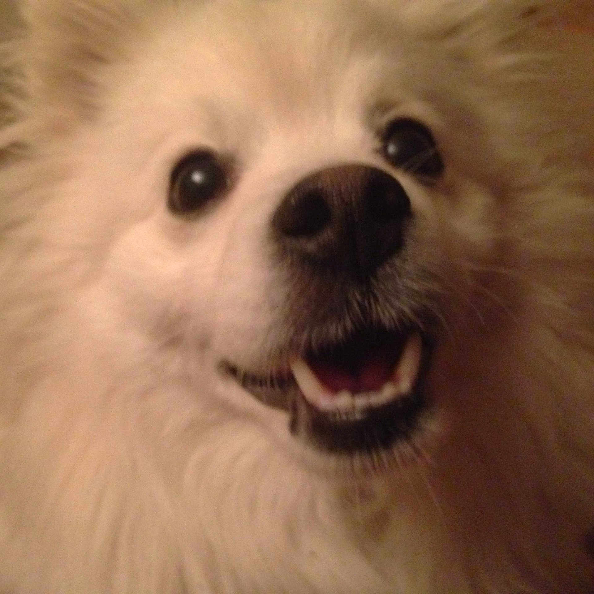 Boris is registered to the contest to win money with this photo: