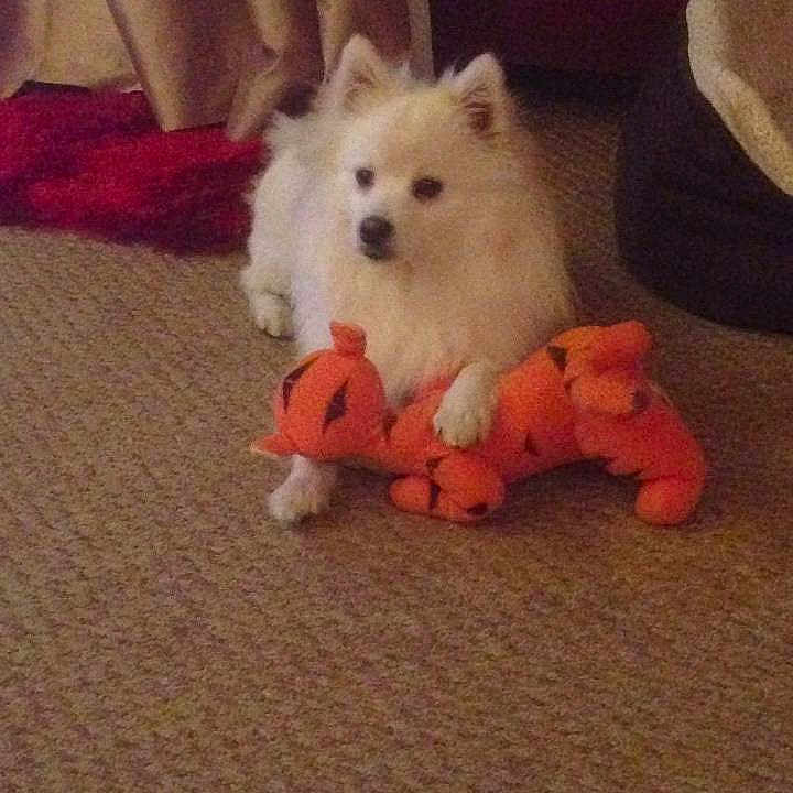Boris