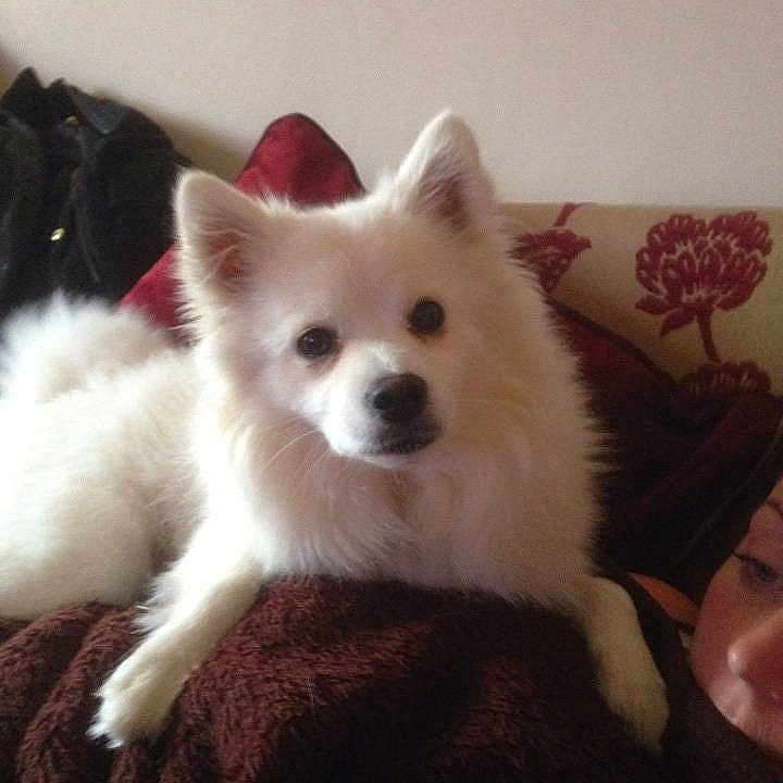 Boris