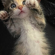 Chippy joined the competition — help win amazing prizes! kitten, cat, fluffy, paw, blue_eyes, whiskers, fur, cute, pet, animal, lying_down, close_up, hand, domestic_animal, young, tabby, small, indoor, soft, feline