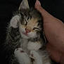 kitten, cat, sleeping, cute, hand, pet, furry, paw, animal, domestic_animal, closeup, adorable, cozy, resting, young, feline, fur, pink_nose, whiskers, snuggle