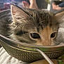kitten, cat, strainer, metal, closeup, curious, pet, feline, whiskers, ears, indoor, mesh, container, animal, adorable, playful, cute, young, face, eyes