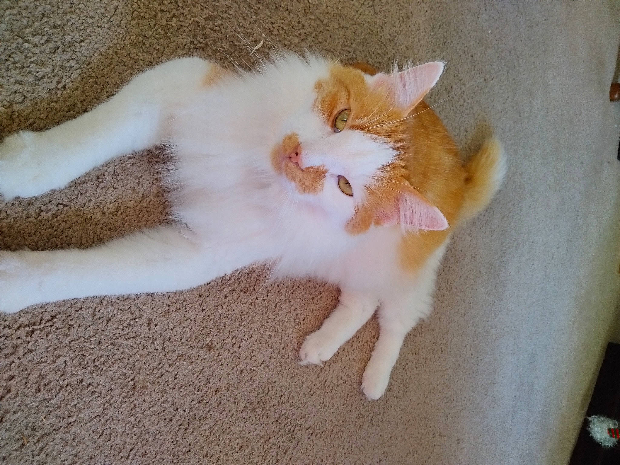 Oliver is registered to the contest to win money with this photo: canidae, carnivore, cat, claw, comfort, companion_dog, domestic_short_haired_cat, fawn, felidae, foot, fur, human_leg, paw, small_to_medium_sized_cats, snout, sporting_group, tail, terrestrial_animal, whiskers, wood