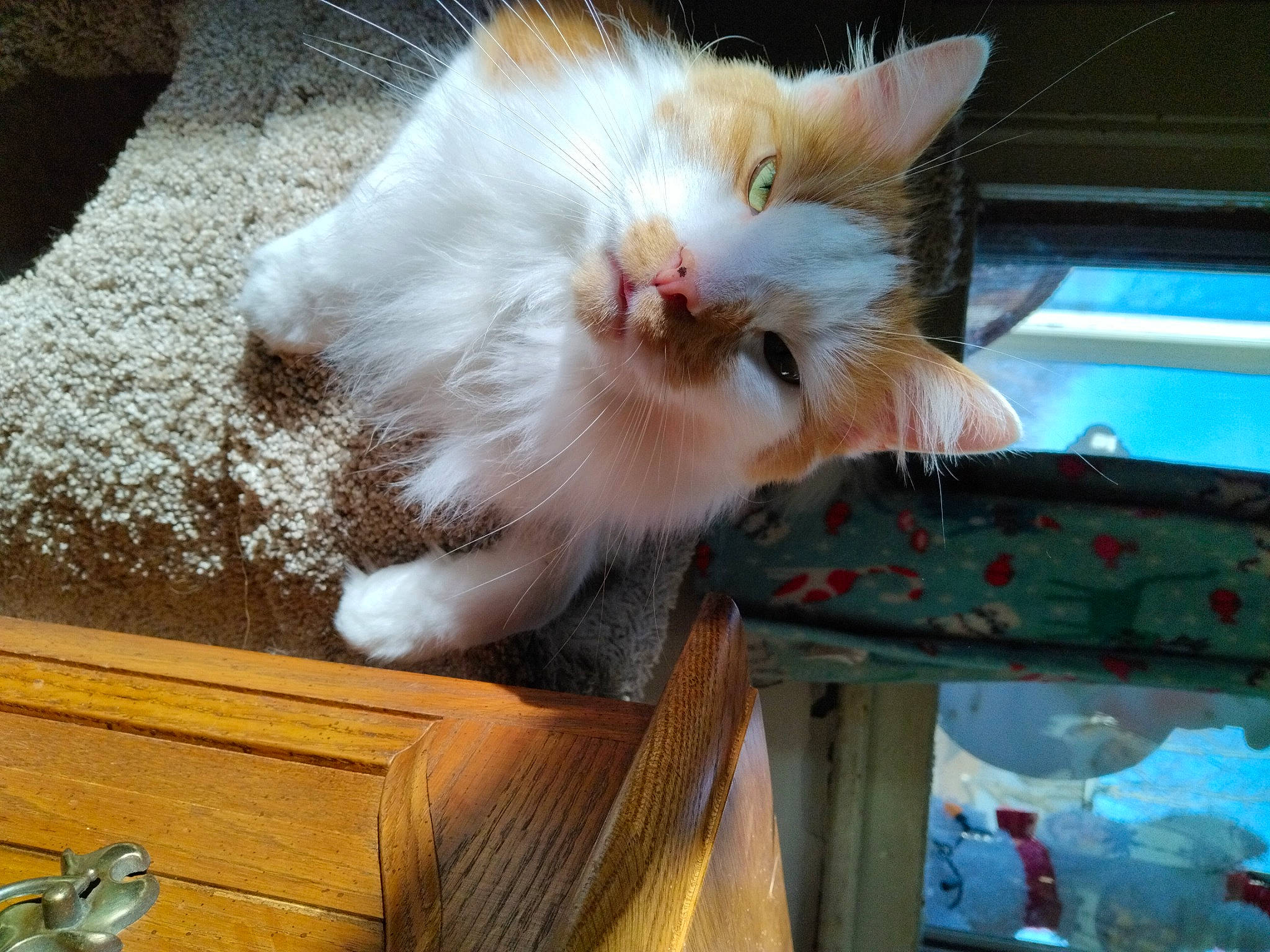 Oliver joined the competition — help win amazing prizes! carnivore, cat, claw, domestic_short_haired_cat, fawn, felidae, foot, fur, hardwood, paw, small_to_medium_sized_cats, tail, whiskers, wood