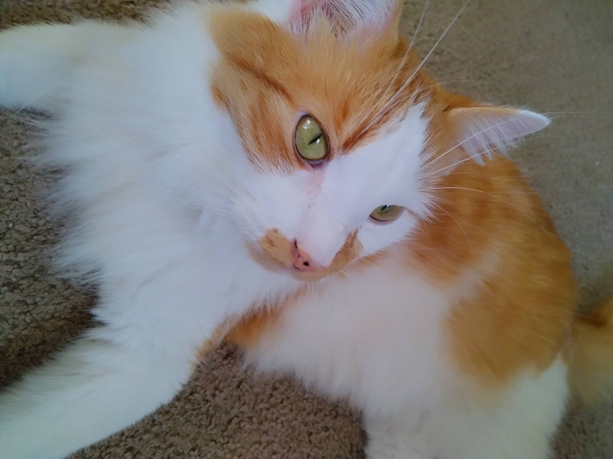 Oliver is registered to the contest to win money with this photo: carnivore, cat, claw, domestic_short_haired_cat, eye, fawn, felidae, fur, iris, paw, small_to_medium_sized_cats, snout, tail, whiskers