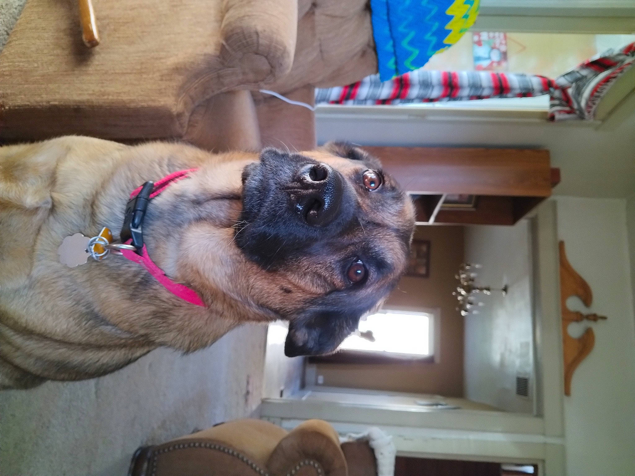 Molly is registered to the contest to win money with this photo: canidae, carnivore, collar, companion_dog, dog, dog_breed, dog_collar, dog_supply, ear, fawn, fur, leash, non_sporting_group, pet_supply, snout, sporting_group, whiskers, working_animal, working_dog, wrinkle