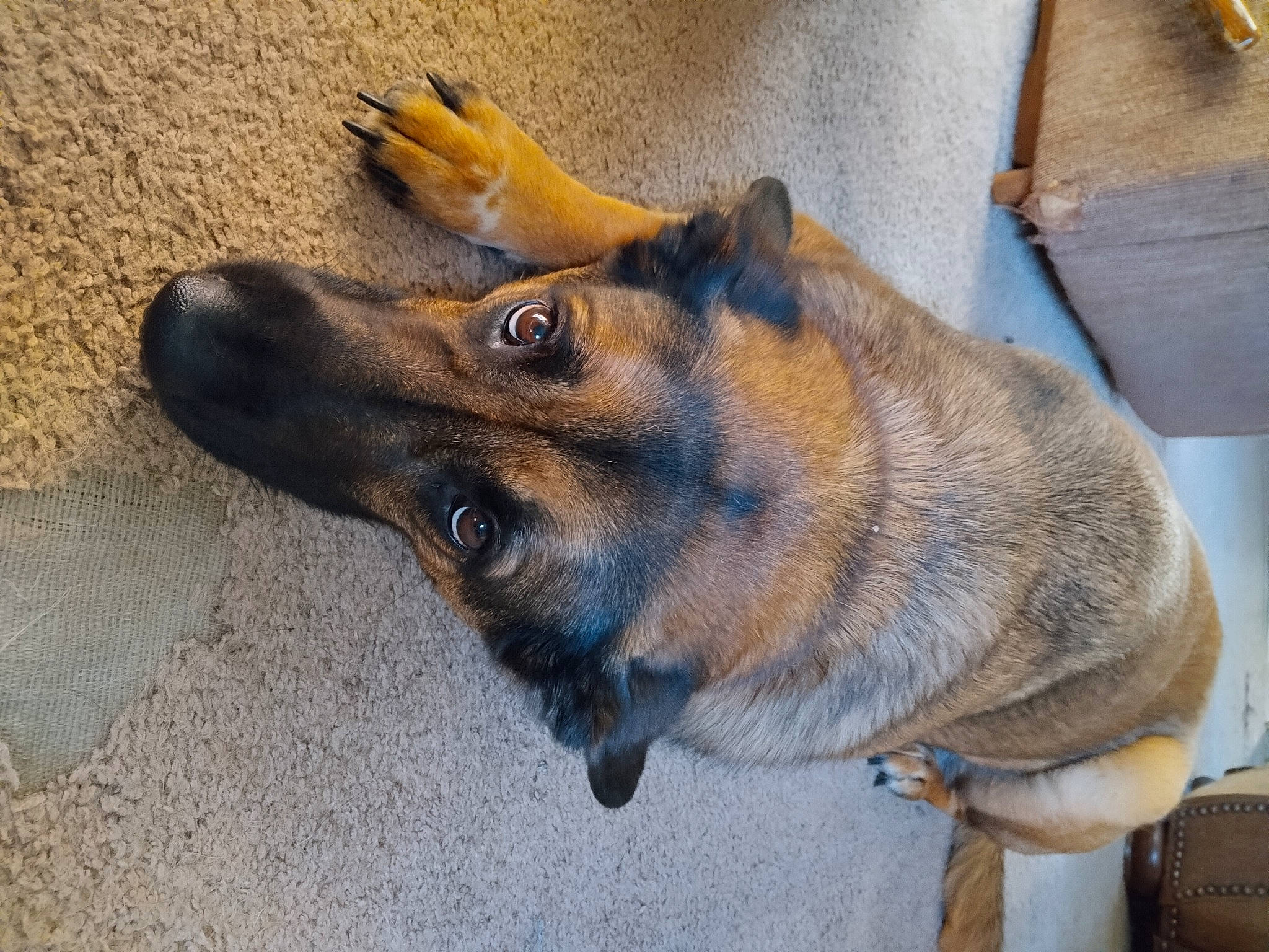 Molly joined the competition — help win amazing prizes! belgian_shepherd_malinois, carnivore, collar, companion_dog, dog, dog_breed, east_european_shepherd, fawn, fur, german_shepherd_dog, herding_dog, king_shepherd, old_german_shepherd_dog, snout, terrestrial_animal, whiskers, working_animal, working_dog