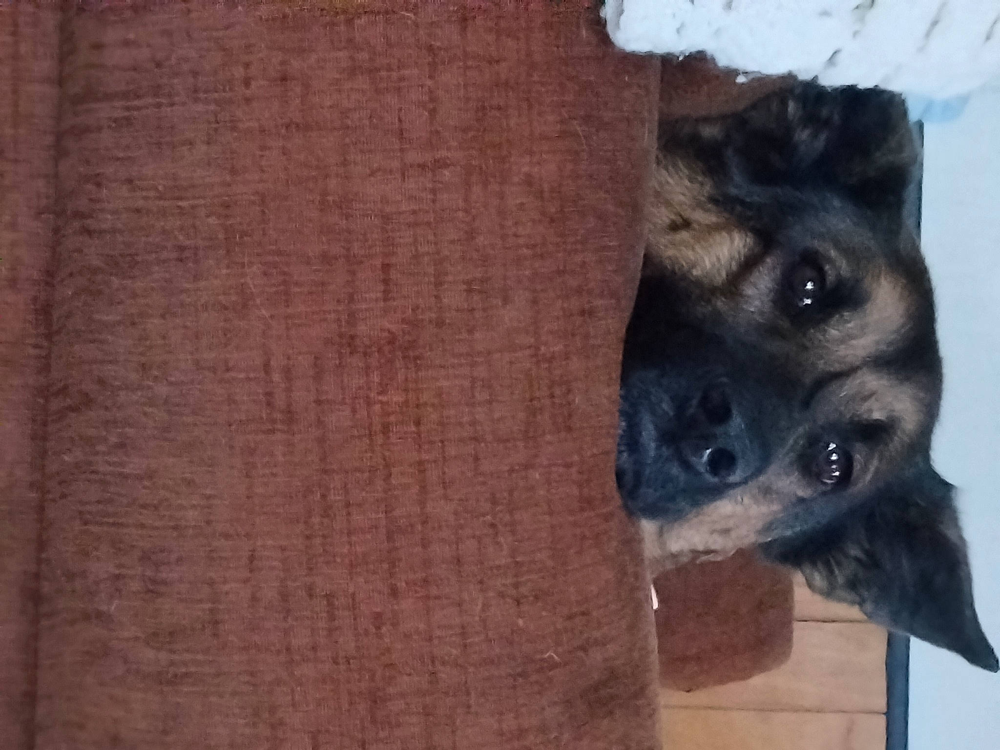 Molly is registered to the contest to win money with this photo: canidae, carnivore, dog, dog_breed, fawn, flooring, fur, hardwood, pet_supply, plywood, snout, sporting_group, terrestrial_animal, whiskers, wood, wood_stain, working_animal