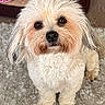 black_nose, brown_markings, close_up, cute, dark_eyes, dog, fluffy, furniture, home, indoors, long_hair, looking_at_camera, pet, portrait, shag_rug, shaggy, small_dog, standing, toys, white_fur