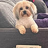 Rosie joined the competition — help win amazing prizes! animal, books, couch, cute, dark_eyes, dog, fluffy, groomed, indoors, living_room, long_hair, papers, paws, pet, pillows, portrait, sitting, small_dog, sofa, white_dog