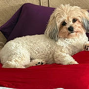 Rosie joined the competition — help win amazing prizes! animal, bed, black_nose, brown_eyes, closeup, cozy, cushion, dog, fluffy, indoor, long_hair, lying_down, paws, pet, portrait, purple_pillow, red_bedding, relaxed, small_dog, white_fur