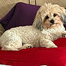 animal, bed, black_nose, brown_eyes, closeup, cozy, cushion, dog, fluffy, indoor, long_hair, lying_down, paws, pet, portrait, purple_pillow, red_bedding, relaxed, small_dog, white_fur