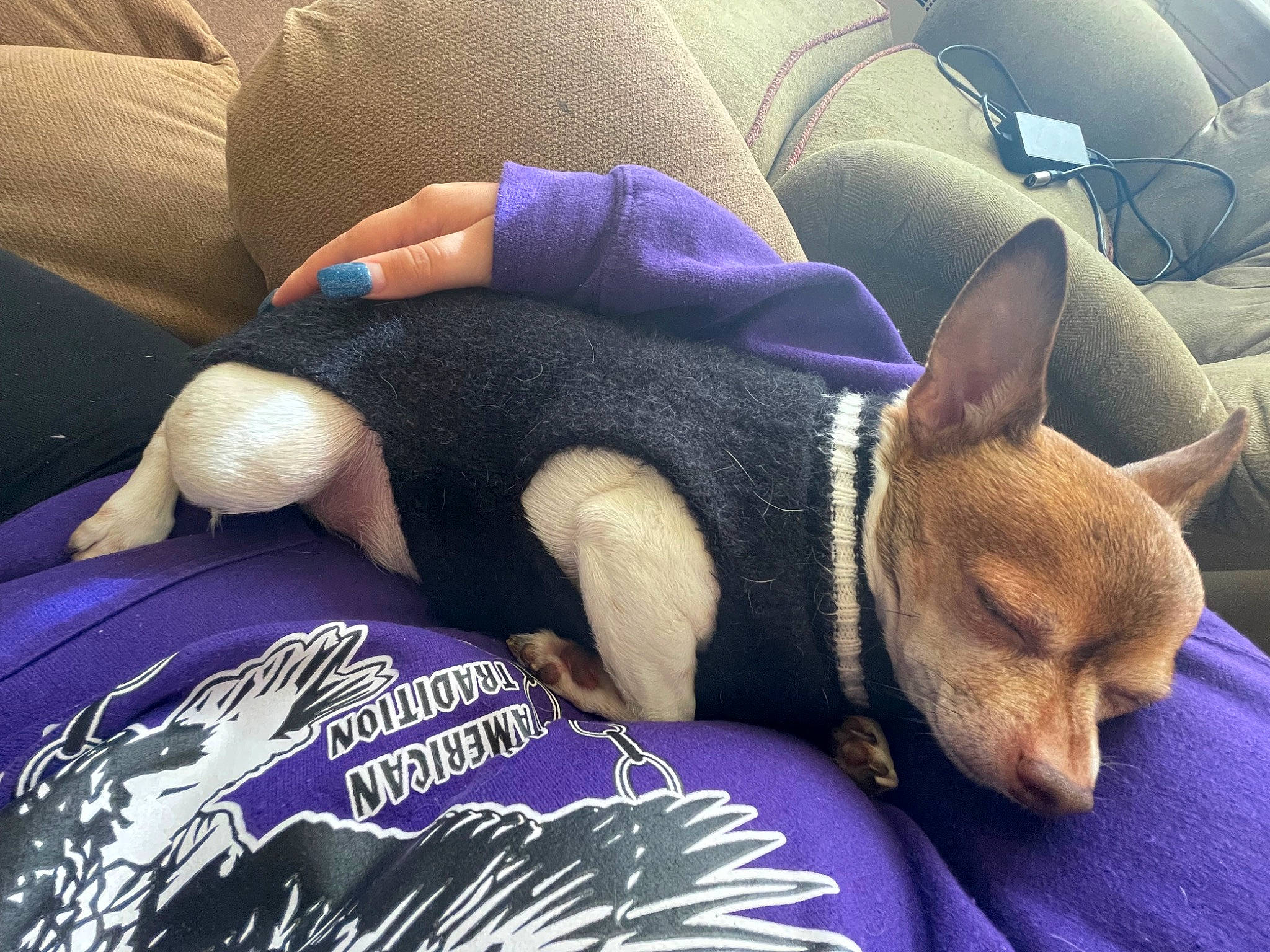 Muffin joined the competition — help win amazing prizes! car_seat, car_seat_cover, carnivore, comfort, companion_dog, couch, dog, dog_breed, electric_blue, head_restraint, human_leg, lap, linens, mammal, purple, textile, thigh, vehicle_door, vertebrate, whiskers