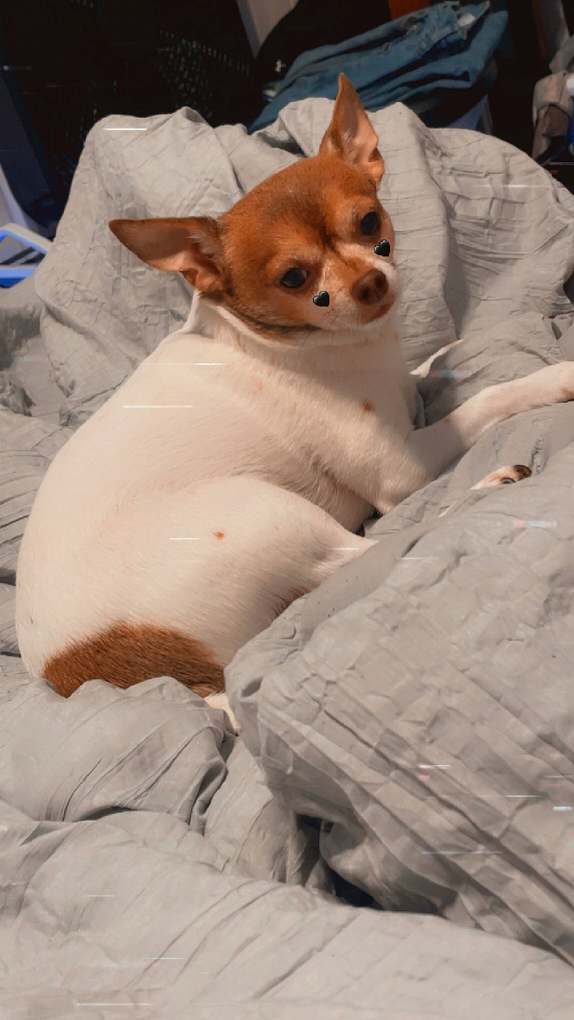 Muffin is registered to the contest to win money with this photo: bed, canidae, carnivore, chihuahua, comfort, companion_dog, corgi_chihuahua, dog, dog_breed, fawn, fur, nap, non_sporting_group, snout, sporting_group, tail, terrestrial_animal, terrier, toy_dog, whiskers