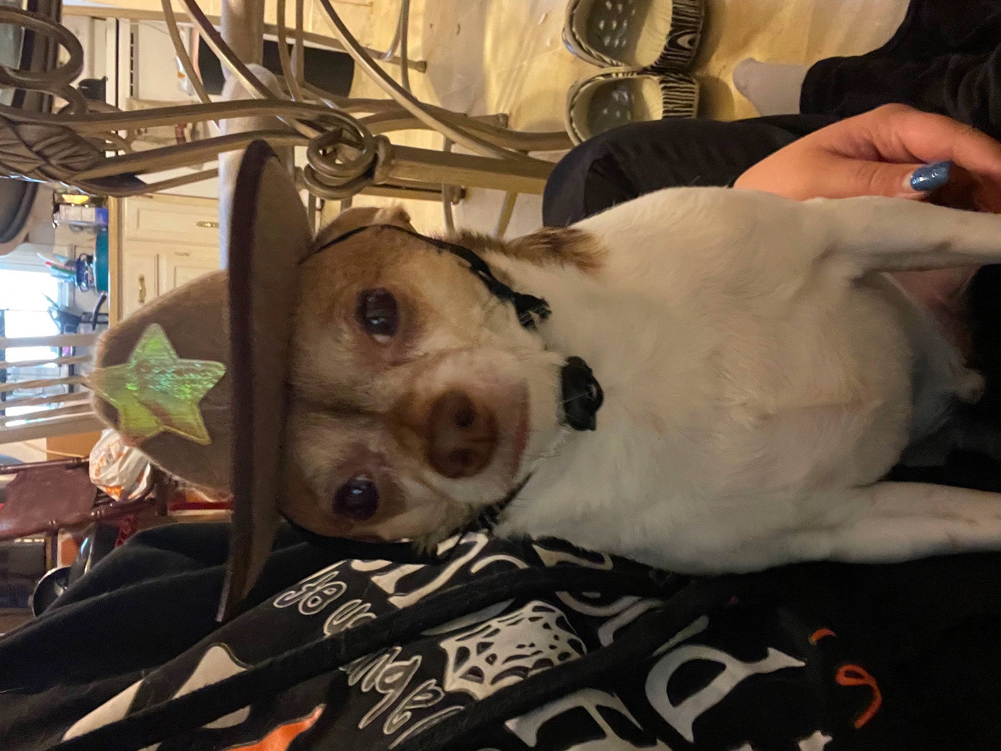 Muffin joined the competition — help win amazing prizes! canidae, carnivore, collar, comfort, companion_dog, couch, dog, dog_breed, ear, eyewear, fawn, fur, guard_dog, jaw, metal, mobile_phone, snout, sporting_group, whiskers, working_animal