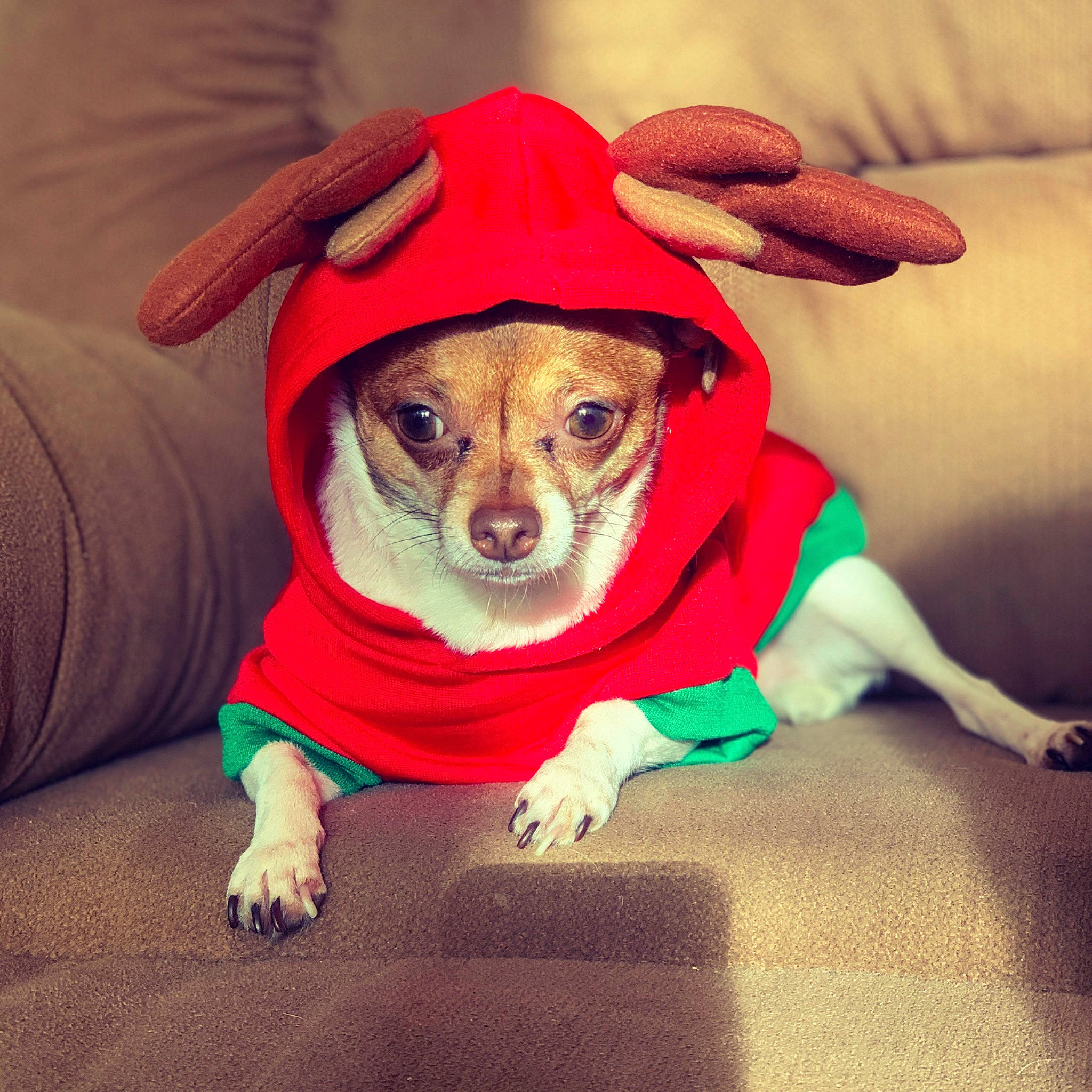 Muffin joined the competition — help win amazing prizes! carnivore, comfort, companion_dog, costume_hat, dog, dog_breed, dog_clothes, dog_supply, eyewear, fawn, fur, hat, paw, sleeve, snout, sporting_group, sunglasses, toy_dog, whiskers, working_animal