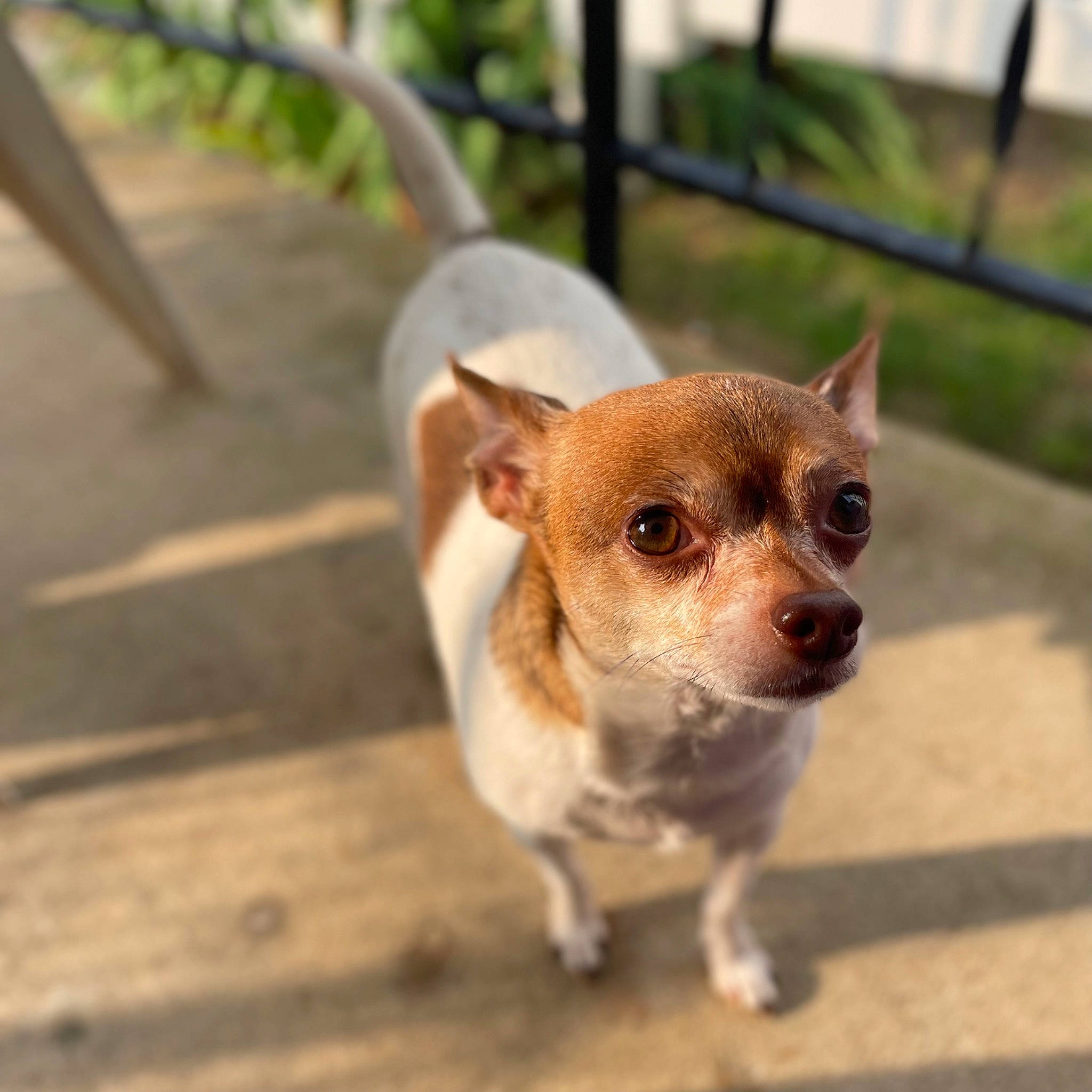 Muffin joined the competition — help win amazing prizes! canidae, carnivore, chihuahua, companion_dog, corgi_chihuahua, dog, dog_breed, fawn, fence, fur, puppy, road_surface, russkiy_toy, snout, sporting_group, tail, terrestrial_animal, toy_dog, whiskers, wood