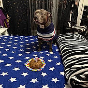 Alpha a rejoint le concours — aidez-le/la à gagner de superbes lots ! animal, bed, birthday_cake, blanket, candle, celebration, chair, cozy, curtains, cute, decor, dog, furniture, indoor, pet, room, stars, striped_blanket, sweater, waiting