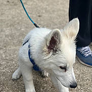 Sensei participe au concours pour gagner de l'argent avec cette photo : puppy, dog, white_dog, leash, blue_leash, outdoor, gravel, person, sneakers, blue_shoes, curious, walking, pet, young_dog, animal, canine, fur, ears, snout, pavement