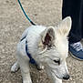 puppy, dog, white_dog, leash, blue_leash, outdoor, gravel, person, sneakers, blue_shoes, curious, walking, pet, young_dog, animal, canine, fur, ears, snout, pavement