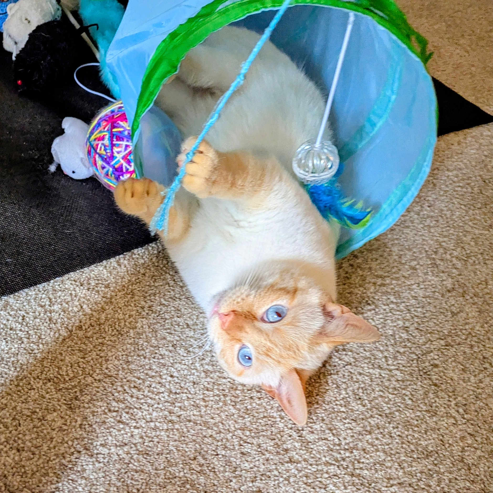 Lucky joined the competition — help win amazing prizes! animal, blue_eyes, carpet, cat, colorful_toy, cute, ears, feline, fur, home, indoor, light, looking_up, paw, pet, playing, relaxed, string, toy_tunnel, whiskers