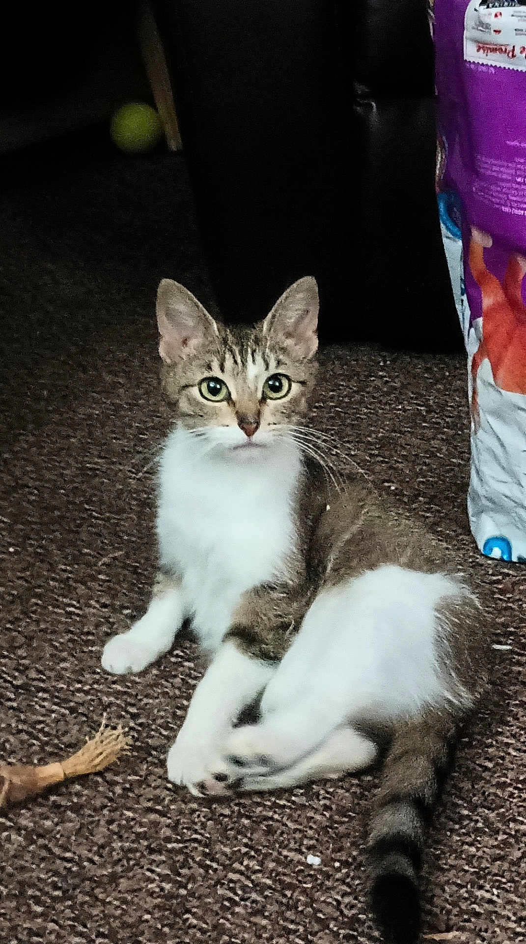Little One Love joined the competition — help win amazing prizes! abyssinian, accessories, angora, animal, bag, ball, cat, chair, couch, furniture, kitten, manx, person, pet, siamese, sleeping, sport, strap, tennis, tennisball