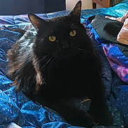 Libby is registered to the contest to win money with this photo: animal, bed, black_cat, blanket, blue, cat, cozy, cute, domestic_cat, feline, fur, galaxy_pattern, indoor, pet, relaxed, resting, sleepy, soft_light, whiskers, yellow_eyes