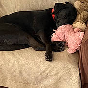 Lily is registered to the contest to win money with this photo: dog, black_dog, collar, sleeping, couch, beige_couch, stuffed_animal, pink_plush, teddy_bear, plush_toys, relaxing, indoors, pet, paw, snuggling, cozy, resting, fur, animal, home