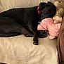 dog, black_dog, collar, sleeping, couch, beige_couch, stuffed_animal, pink_plush, teddy_bear, plush_toys, relaxing, indoors, pet, paw, snuggling, cozy, resting, fur, animal, home
