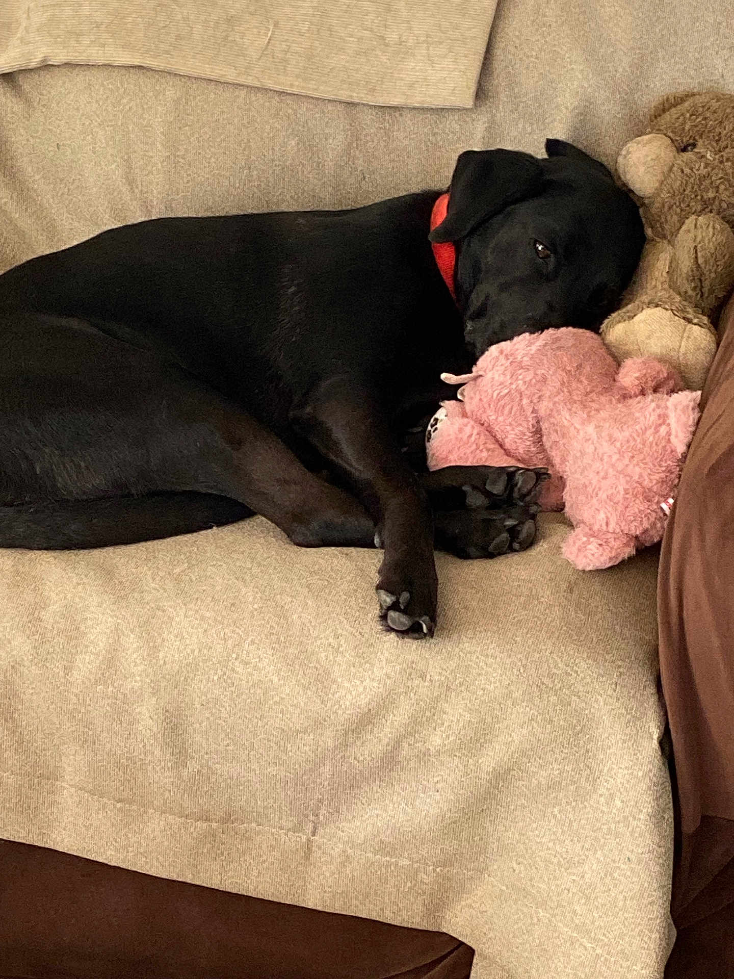 Lily is registered to the contest to win money with this photo: dog, black_dog, collar, sleeping, couch, beige_couch, stuffed_animal, pink_plush, teddy_bear, plush_toys, relaxing, indoors, pet, paw, snuggling, cozy, resting, fur, animal, home