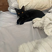 Umbreon is registered to the contest to win money with this photo: black_cat, cat, pet, bed, pillow, blanket, fur, animal, indoor, resting, orange_eyes, cute, cozy, feline, domestic_cat, soft, sleepy, relaxed, whiskers, collar