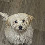 Bluey is registered to the contest to win money with this photo: dog, puppy, fluffy, cream_color, pet, indoor, floor, wooden_floor, looking_up, cute, small_dog, fur, animal, mammal, companion, domestic_animal, sitting, friendly, adorable, portrait