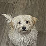 dog, white_dog, fluffy, pet, looking_up, floor, wooden_floor, indoor, cute, small_dog, fur, animal, canine, companion, domestic_animal, adorable, front_view, sitting, curious, friendly