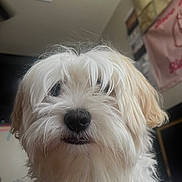 Bluey joined the competition — help win amazing prizes! dog, white_dog, fluffy, indoor, pet, shaggy_hair, close_up, curious, animal, mammal, fur, cute, companion, domestic_animal, face, nose, whiskers, background, room, household